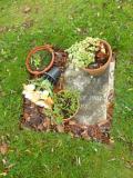 image of grave number 677111